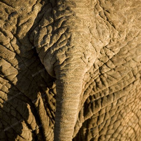 Elephants Skin Photo By Lifeonwhite On Envato Elements Africa