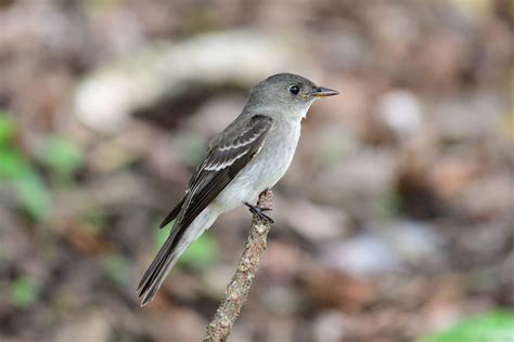 Small Gray Birds Picture Id Guide Bird Advisors