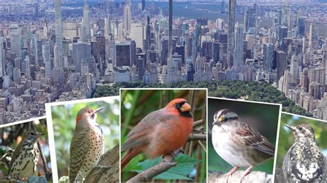 More Amazing Birds New York Central Park Youtube