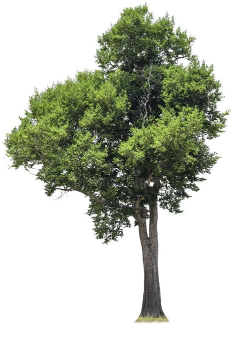 Cutout Tree For Use As A Raw Material For Editing Work Isolated