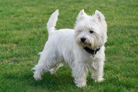 West Highland White Terrier Westie Personalidade E Comportamento