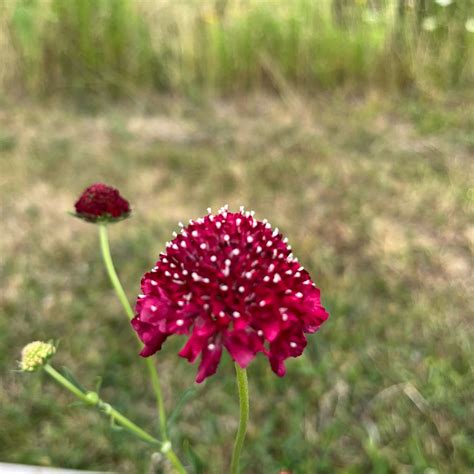 Fire King Scabiosa Revival Seeds