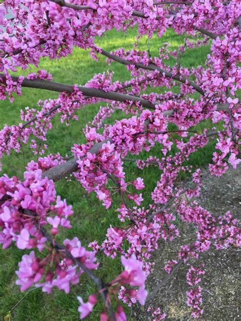 Purple Blooming Trees In Alabama Trees That Bloom Pink In Spring