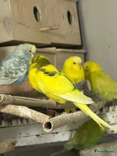 Budgies For Sale In London Pets4homes