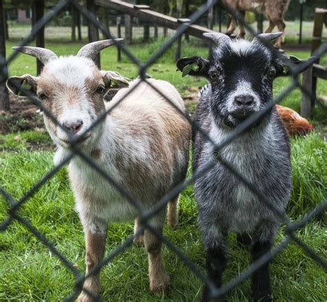 Baby Goats On The Farm Stock Image Image Of Goat Hair 80900701