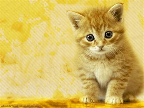 Free Download Beautiful Cat Cats Wallpaper 16096437 1280x800 For Your