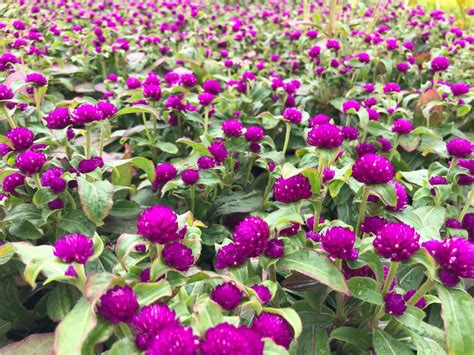 Gomphrena Buddy Purple Bloom Masters