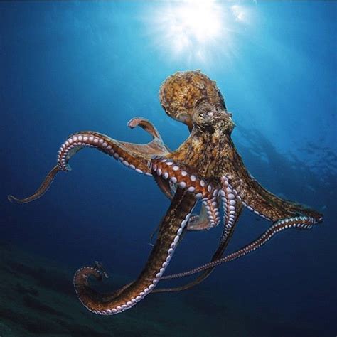 Ocean Creatures Underwater Creatures Ocean Animals
