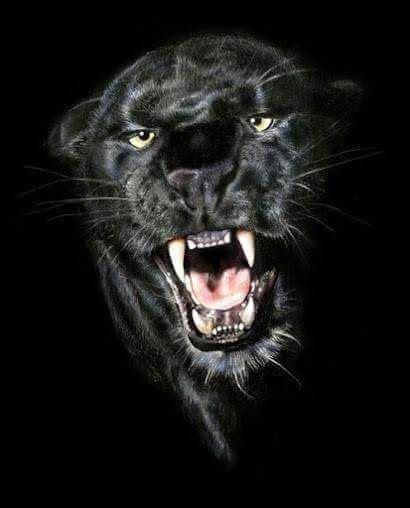 Zwarte Panter Jaguar Dier Black Panther Zwarte Panter Zwarte