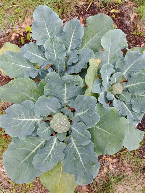 My First Attempt At Growing Broccoli Rgardening