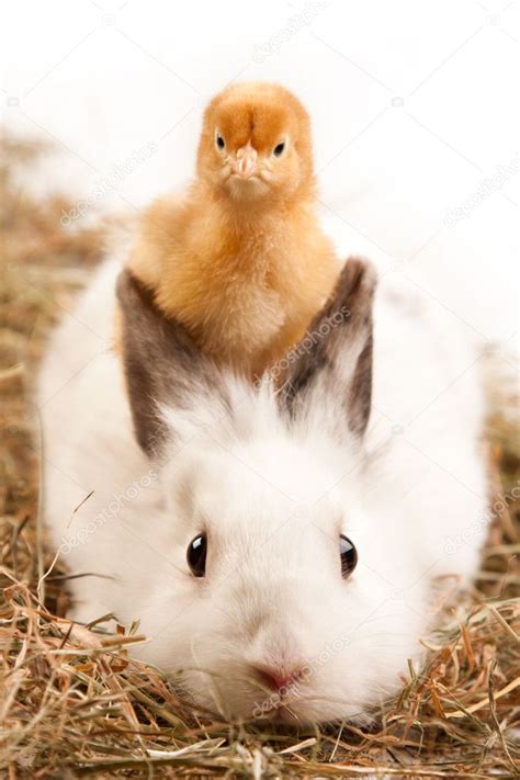 Rabbit And Chick — Stock Photo © Brunoweltmann 2053972