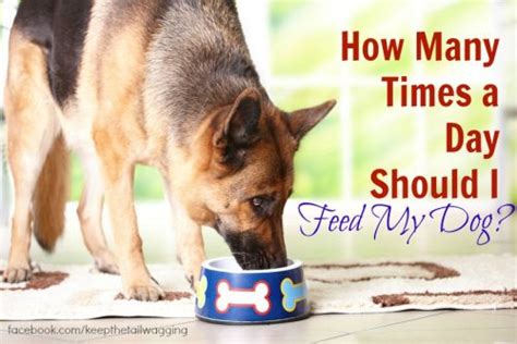 A healthy pup should gain 10 to 15 newborn puppies should only eat puppy milk, which is specially formulated to meet the needs of a growing pup. How Many Times a Day Should I Feed My Dog? | Keep the Tail Wagging