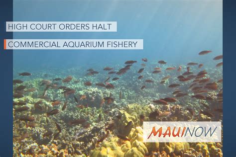 Hawai‘i Supreme Court Orders Halt Of Commercial Aquarium Fishery Maui Now