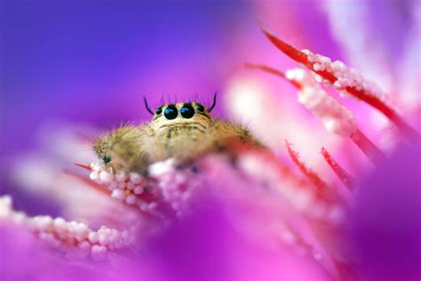 Exquisite Macro Photos Reveal The Miniature World Of Insects