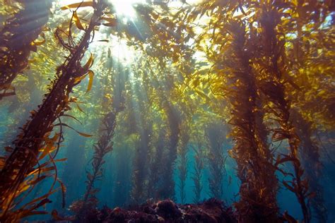 12 Unusual Facts About Kelp Forests