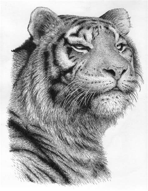 Maybe you would like to learn more about one of these? Rens Ink Artwork: Tiger | Original Drawing Pen | Animals Art