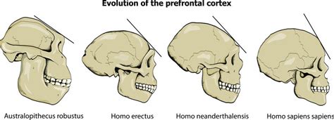Neanderthal Skull Front