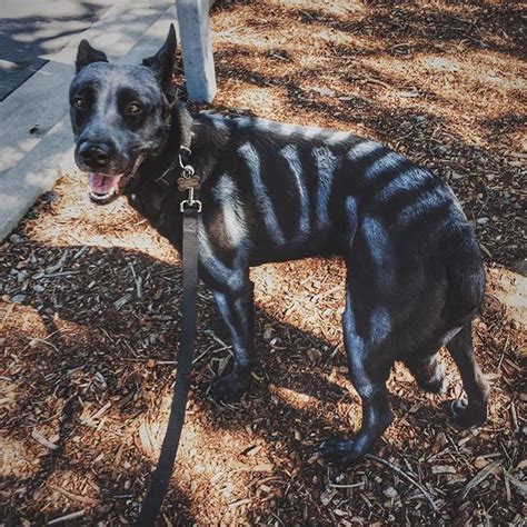 The Easiest Costume For Your Black Dog — And It Requires No Clothes