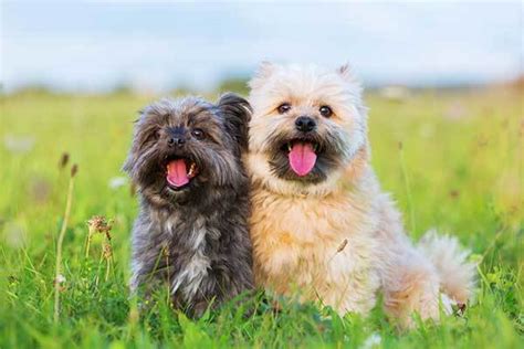 Hawaiian Dog Names Over 500 Inspiring Ideas For Naming Your Pup