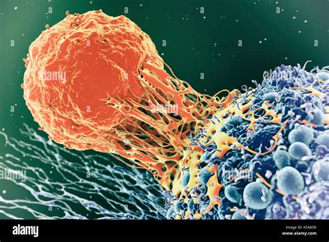 Cancer Cell And T Cell Illustration Stock Photo Alamy
