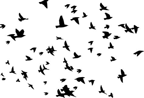 Flying Bird Silhouette Transparent Background Bird Wallpaper