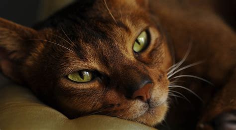 Abyssinian Cat Breeders Australia Cat World