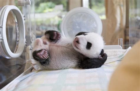 Baby Panda Photographed Waving At Chinas Wolong Nature Reserve
