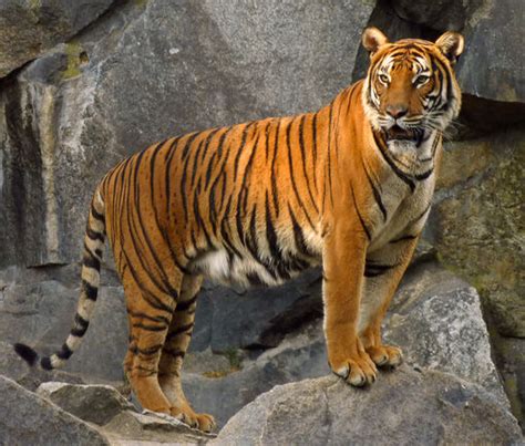 Tiger WikiFur The Furry Encyclopedia