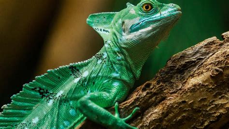 The Basilisk Lizard Natures Miracle Worker