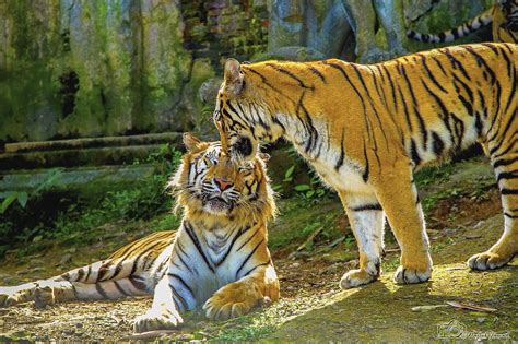 20 Animal Couples That Prove Love Exists In The Animal Kingdom Too