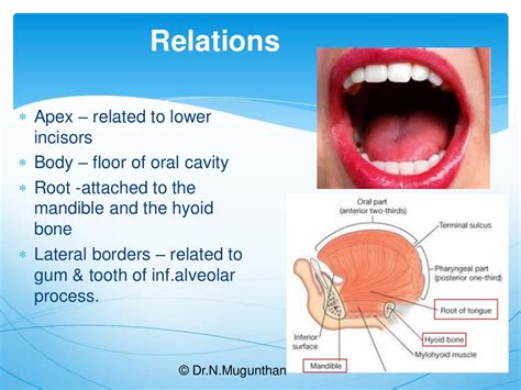 Tongue Gross Anatomy And Applied Aspects Drnmugunthanms