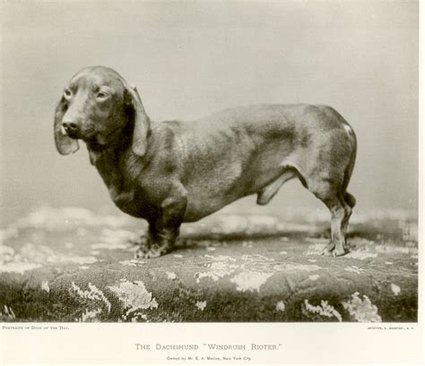 Dachshund History The Badger Dogs Fascinating Past American Kennel Club