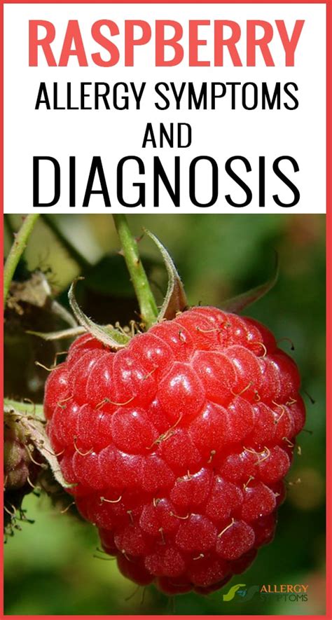 Raspberry Allergy Symptoms And Diagnosis Allergy Symptoms