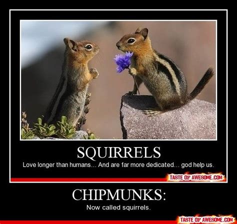 Chipmunk Jokes