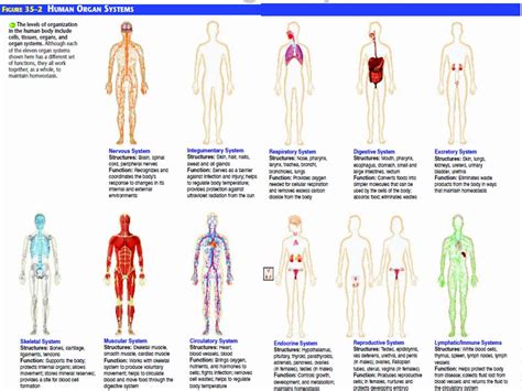 Human Body Systems And Their Functions