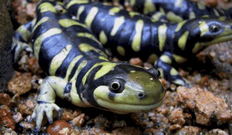 How Long Do Salamanders Live What Owners Can Expect
