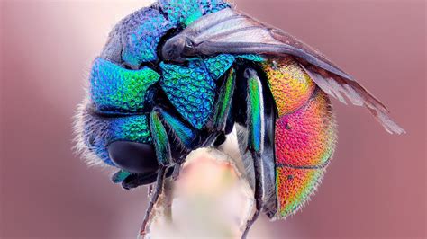 Fond Décran La Photographie Insecte Vert Bleu Coléoptères