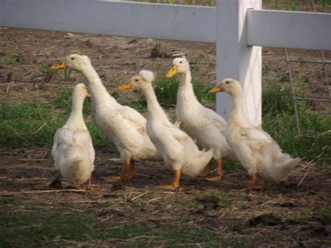 What Gender Are My Pekin Ducklings Backyard Chickens
