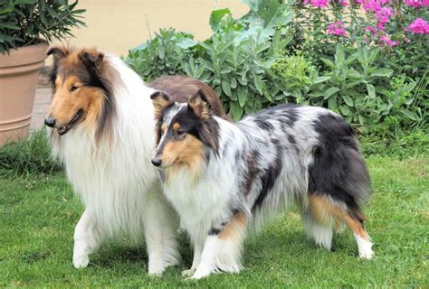 Gallery Of Our Scottish Collies Scottish Collie Preservation Society