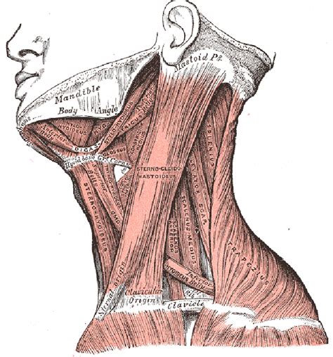 Anterior Neck Muscles In Two Layers From Lateral View The Scm And
