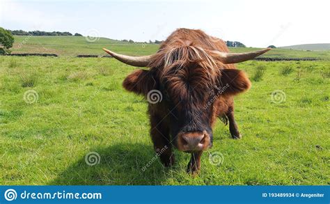 Close Up Of A Highland Cow In Scotland Stock Photo Image Of Shaggy