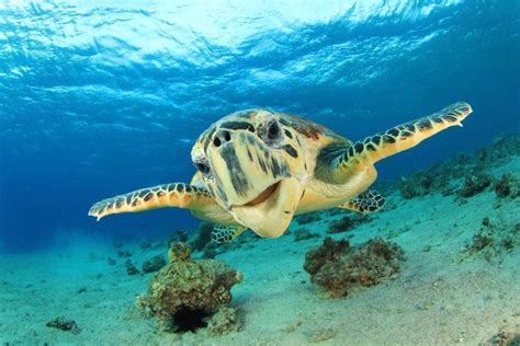 The Hottest Spots To See Sea Turtles In Hawaii And You Creations