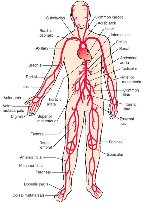 Pin on The Human Body