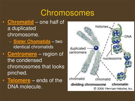 Ppt Chapter 5 Mitosis And The Cell Cycle Review Powerpoint