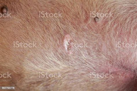 Close Up Lesion On Dog Stock Photo Download Image Now Animal