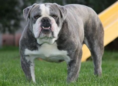 She has a rather timid disposition, but is a sweetheart none. Blue English Bulldog Puppies for Sale | English Bulldog ...