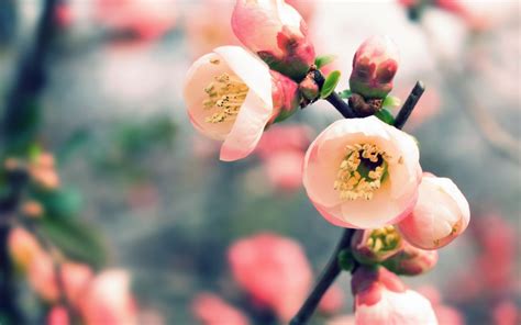 Wallpaper Red Branch Blossoms Blossom Pink Spring Autumn Leaf