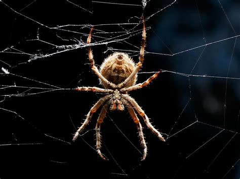 Closeup Photo Of Brown Orb Weaver Spider On Web Hd Wallpaper