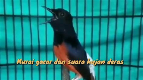 Burung Murai Gacor Youtube