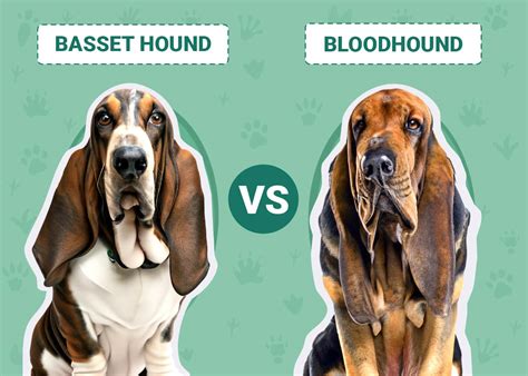 Basset Hound Vs Bloodhound Notable Differences With Pictures Pet Keen